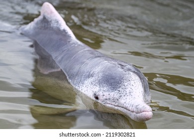 Young Grey Pink Australian Humpback Dolphin In Shallow Water