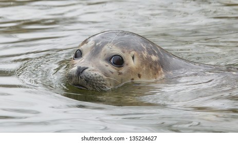 Young Grey Seal Swimming In The Water