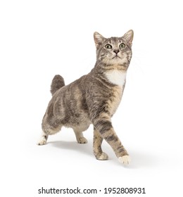 Young grey tabby cat extending front leg to walk forward while stretching head to look up
