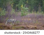 Young grey wolf (Canis lupus) in autumn