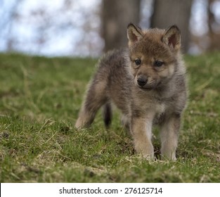 Young grey wolf, or timber wolf pup standing on a hillside.