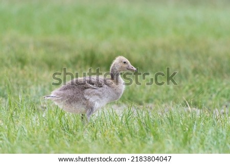 Young greylag goose (Anser anser), National Park Neusiedler See, Seewinkel, Burgenland, Austria Stock photo © 