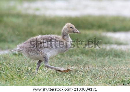 Young greylag goose (Anser anser), National Park Neusiedler See, Seewinkel, Burgenland, Austria Stock photo © 
