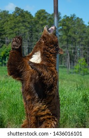 Young Grizzly Bear Scratching His Back On Pole