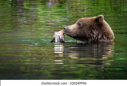 A Young Grizzly In Beautiful Lake Clark National Park In Alaska