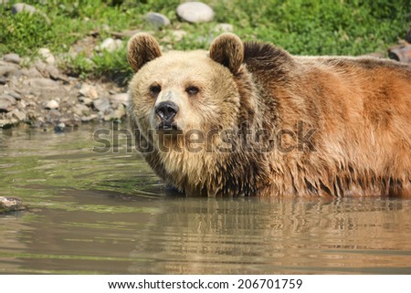 Young Grizzly Cools Off On Hot Day
