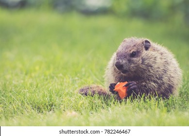 Young Groundhog (Marmota Monax) holding a half-eaten carrot sitting in the green grass in the morning at springtime