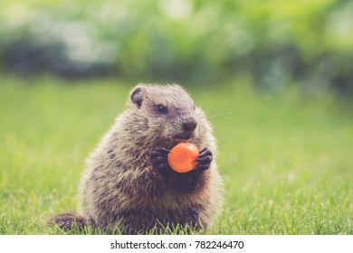 Young Groundhog (Marmota Monax) holding a half-eaten carrot sitting in the green grass in the morning at springtime