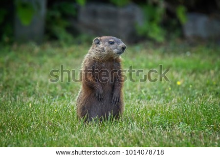 A young groundhog observing it's surrounding
