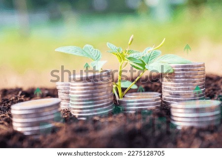 Young Grow Tree with Stack Coin on Soil Background,Plan Investment Income and Save Cash Money,Business or Finance Concetp.