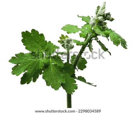 Young growing stem of greater celandine with green leaves and  buds isolated on white or transparent background. Clipart of a plant used in traditional medicine