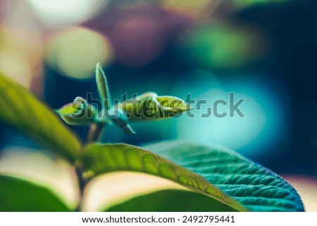 Young guava tree leaf buds with mystical color background
