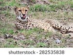 A YOUNG guepard