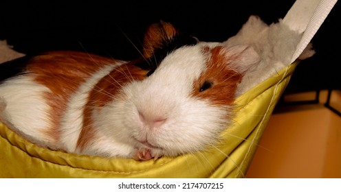 A Young Guinea Pig Lies In A Hammock And Sleeps. Close-up Portrait Of A Rodent. Home Cute Pet.