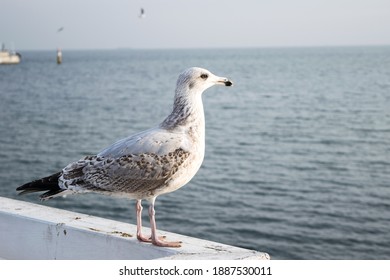 Young Gull Larus Marinus, Close-up View