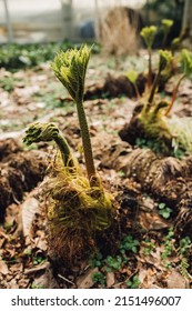 Young Gunnera, Herbaceous Flowering Plants In The Family Gunneraceae, Dinosaur Food