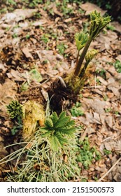 Young Gunnera, Herbaceous Flowering Plants In The Family Gunneraceae, Dinosaur Food