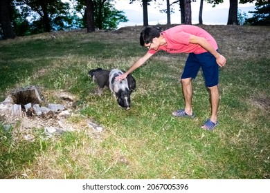 Young guy with pleasure strokes a dwarf Vietnamese pot-bellied black and white mini pig, standing on the green grass against the background of trees. Countryside and domestic decorative animals.