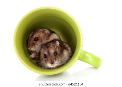Young hamsters in green cup isolated on white