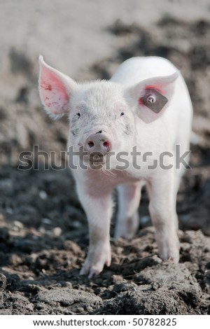 Similar – Foto Bild Cute happy baby pig with ear tag