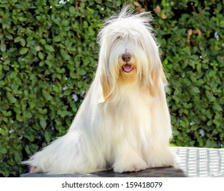 A young, happy, beautiful white fawn Bearded Collie sitting. Beardie dogs were used for herding, distinctive for their long straight coat.