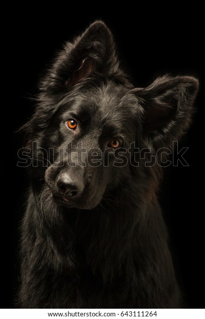 黒い背景に若い幸せな黒い犬 犬種は 老ドイツ羊飼い犬 の写真素材 今すぐ編集