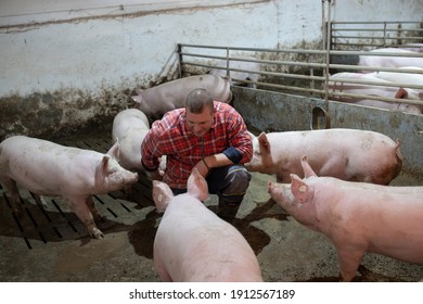 Young Happy Farmer Squatting In Pigpen Between Domestic Pigs