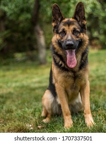 Young Happy German Shepard Dog