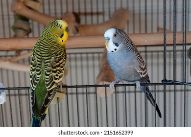 Young Happy Green Yellow Budgie And Mauve Budgie Blue Budgie Perched At The Their Cage Door