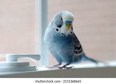 Young Happy Male Mauve Budgie Blue Budgie Playing By The Window In A Cozy Home