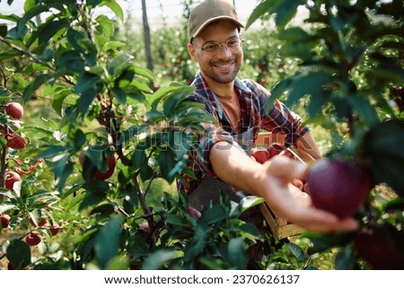 Young happy man picking apples during autumn harvest in the orchard. 