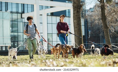 Young Happy Pet Sitters Walking Large Group Of Dogs On A Leash In The Park. Copy Space.