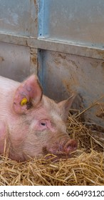 Young Happy Pig On Hay And Straw At Pig Show