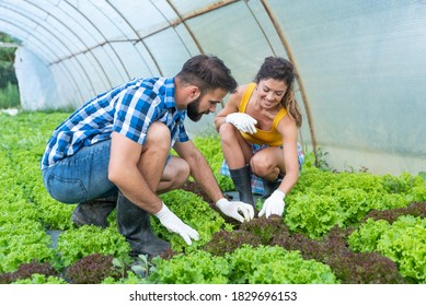 Young happy satisfied family couple standing in the greenhouse and looking at the vegetables they planted as small business and turning to the healthy and natural growing organic food - Powered by Shutterstock