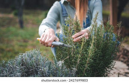 Young happy woman cutting rosemary branches with pruning shears in the garden of  house - Powered by Shutterstock