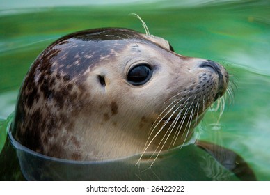 Young Harbor Seal (lat. Phoca vitulina) with his head above green water