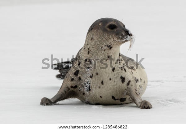 A young harp seal with a light colored fur coat\
and dark brown spots, sits on the ice and snow. The saddleback seal\
has dark eyes, long whiskers and claws. It\'s propped up on its\
front flippers.
