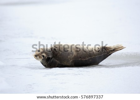 Young Harp Seal on the ice.