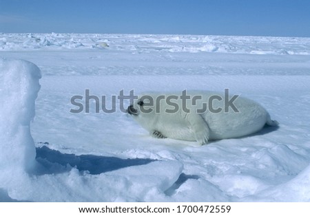 Young Harp Seal (pagophilus groenlandicus) lying on packice, Isles de la Madeleine, Madeleine Islands