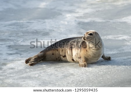 A young harp seal, saddleback seal, lays on pack ice with the sun shining on it light color fur.  The seal is up on its flippers looking attentively.  It's flippers and long claws are exposed.  