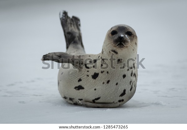 A young harp seal or saddleback seal lays on the\
ice with its front flipper pointing to the left. It looks comical\
as if it is pointing towards something. Its eyes are dark and its\
nose is heart shape