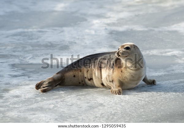 A young harp seal, saddleback seal, lays on pack ice\
with the sun shining on it light color fur.  The seal is up on its\
flippers looking attentively.  It\'s flippers and long claws are\
exposed.  