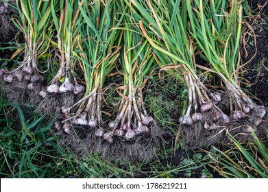 Young Harvest Of Garlic Plant On Ground