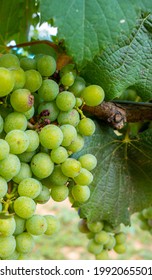 Young Harvest Of Tempranillo Grapes