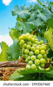 Young Harvest Of Tempranillo Grapes