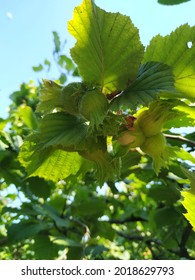 Young Hazelnuts Grow On The Tree. Green Hazelnuts In Organic Hazelnut Farm. Leafy Hazelnuts In The Garden. Hazelnut Tree.