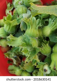 Young Hazelnuts Grow On The Tree. Green Hazelnuts In Organic Hazelnut Farm. Natural Fresh Hazelnuts With Leaves In The Garden.