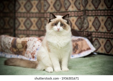 Young Healthy Beautiful Purebred Ragdoll Cat, At Home