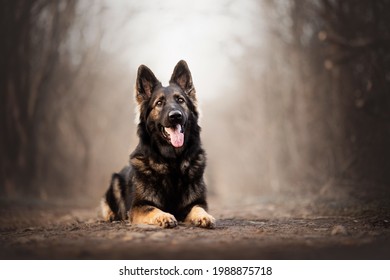 young and healthy german shepherd dog - Powered by Shutterstock