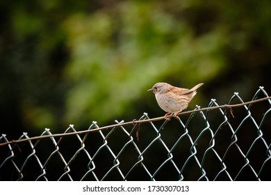 Young Hedge Sparrow, Resting On A Concrete Pole, In A Domestic Garden